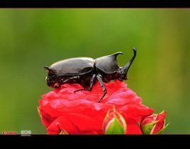 叉犀金龜 叉犀金龜