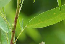 跳舞草局部特寫