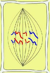 分裂後期 分裂後期
