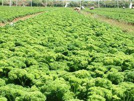 二街村[雲南省楚雄州南華縣龍川鎮二街村]