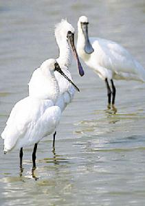 香港米埔野生動物保護區