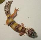 雙頭守宮 雙頭守宮