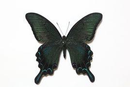 德氏翠鳳蝶 德氏翠鳳蝶