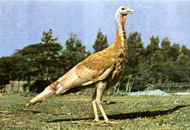 閩南火雞 閩南火雞