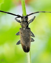 咖啡皺胸天牛 咖啡皺胸天牛