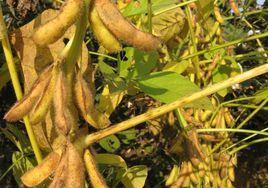 臨豆10號 臨豆10號