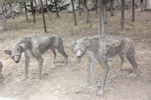 周口店動物群 周口店動物群