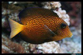 夏威夷吊 夏威夷吊