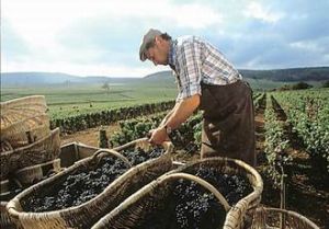 路易&middot;拉圖莊園