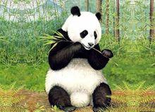 大熊貓