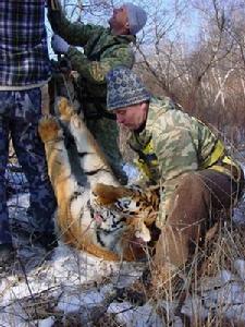 國際野生生物保護學會