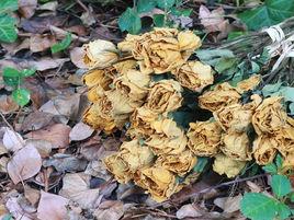 分手禮[分手表示友好行為]