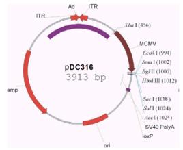 隱秘質粒 隱秘質粒