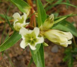 長柄芥族 長柄芥族