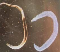 東畢吸蟲病 東畢吸蟲病