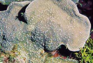 水平濱珊瑚 水平濱珊瑚