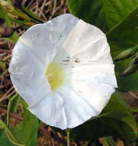 飛蛾槭(原變種) 飛蛾槭(原變種)