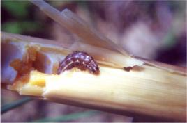 竹筍夜蛾 竹筍夜蛾