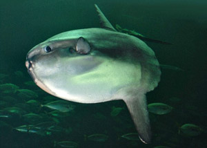 翻車魨(翻車魚、太陽魚)Mola mola