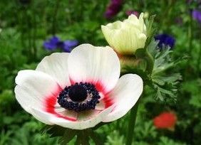 卵裂銀蓮花 卵裂銀蓮花