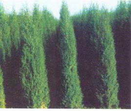 望都塔檜 望都塔檜