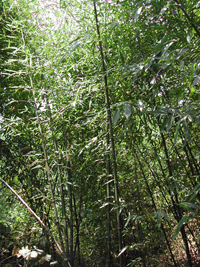 楓林鎮[陽新縣]