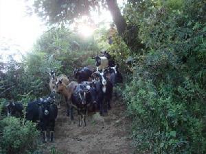 阿左達村畜牧養殖業