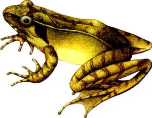 桑植趾溝蛙 桑植趾溝蛙