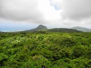 美麗顫藻 美麗顫藻