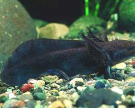 （圖）滇池蠑螈