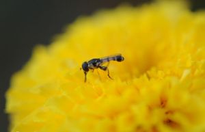 小孢子囊 小孢子囊