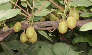 心葉海棠獼猴桃