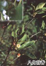 八角茴香的生長