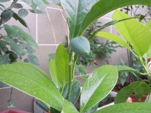 短夜植物 短夜植物