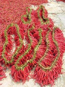 西充二荊條辣椒 西充二荊條辣椒