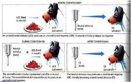 條件反射 條件反射