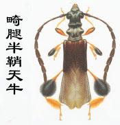 畸腿半鞘天牛 畸腿半鞘天牛
