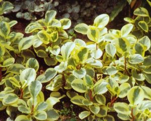 灑金豆瓣綠 灑金豆瓣綠