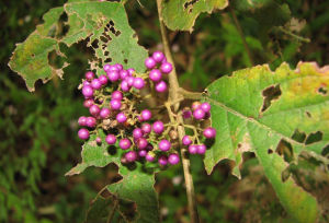 對節樹根 對節樹根