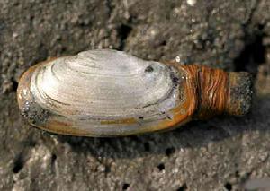 渤海鴨嘴蛤（Laternula marilina）