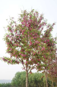 沁盛香花槐 沁盛香花槐