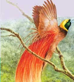 紅羽極樂鳥 紅羽極樂鳥