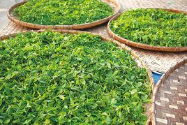 雲南普洱茶廠 雲南普洱茶廠