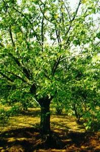 甜櫻桃的栽培技術