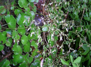 四川虎耳草 四川虎耳草