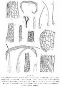 雲南毛灰蘚 雲南毛灰蘚