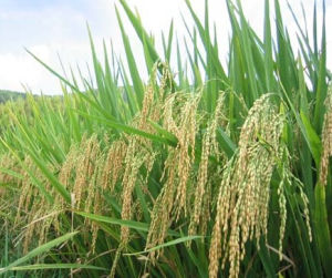 京福優138 京福優138