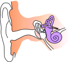 耳的解剖圖