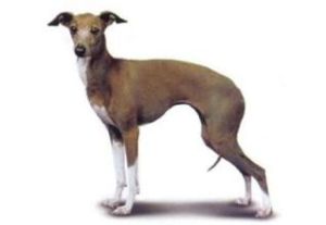 短毛義大利獵犬 短毛義大利獵犬