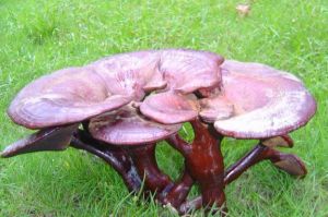 光粗柄假芝 光粗柄假芝